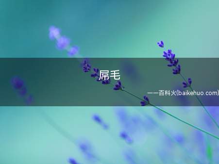 屌毛是什么意思