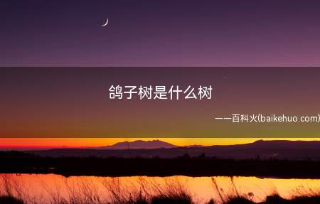 鸽子树是什么树