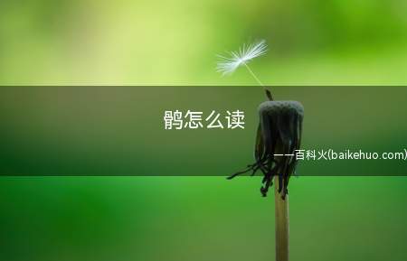 鹘怎么读