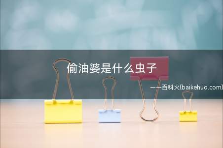 偷油婆是什么虫子