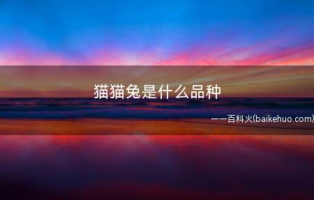 猫猫兔是什么品种
