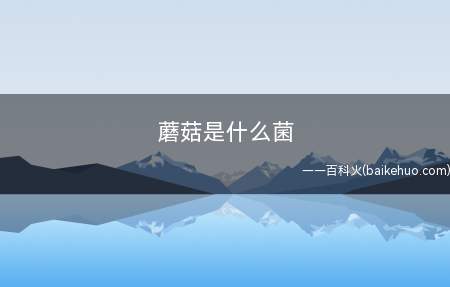蘑菇是什么菌