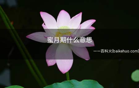 蜜月期什么意思