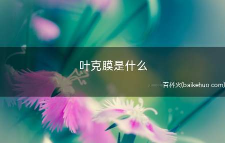 叶克膜是什么