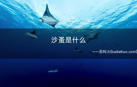 沙蚤是什么