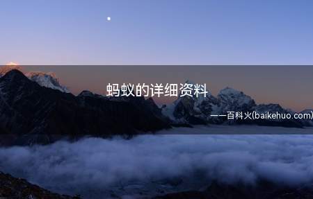 蚂蚁的详细资料