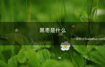 黑枣是什么