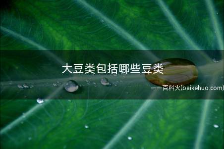 大豆类包括哪些豆类