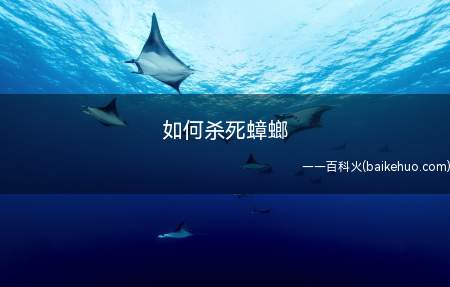 如何杀死蟑螂