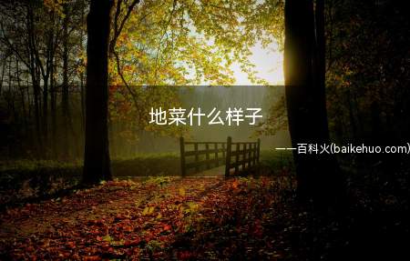 地菜什么样子