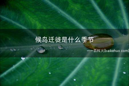 候鸟迁徙是什么季节