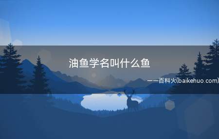 油鱼学名叫什么鱼