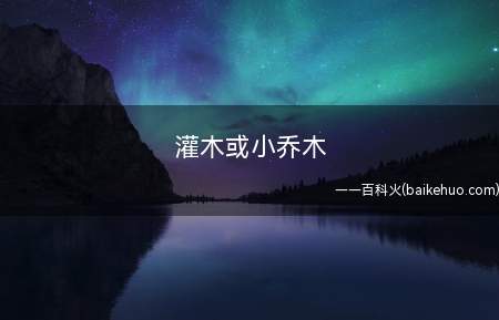 灌木或小乔木是什么意思