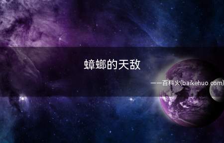 蟑螂的天敌