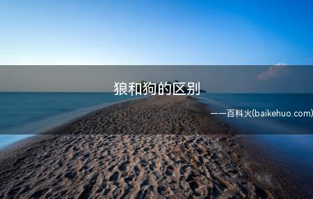 狼和狗的区别
