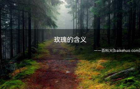 玫瑰的含义