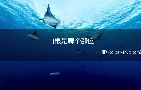 山根是哪个部位