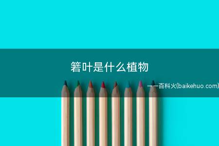 箬叶是什么植物