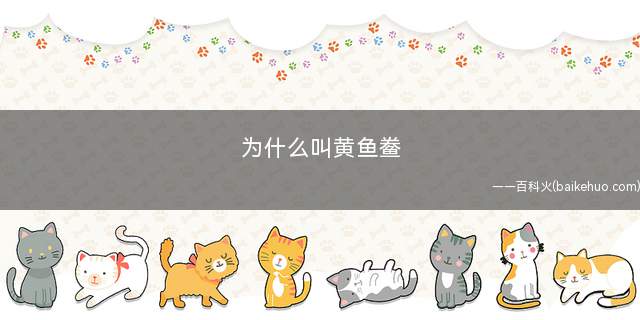 为什么叫黄鱼鲞