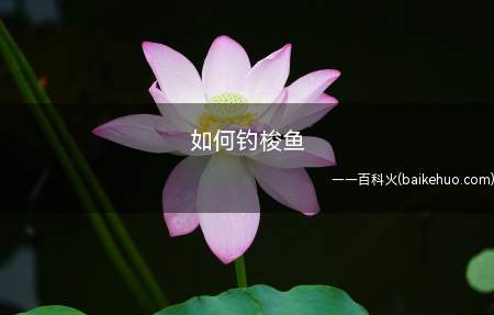 如何钓梭鱼