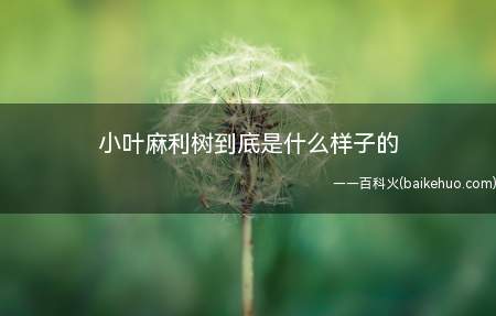 小叶麻利树到底是什么样子的