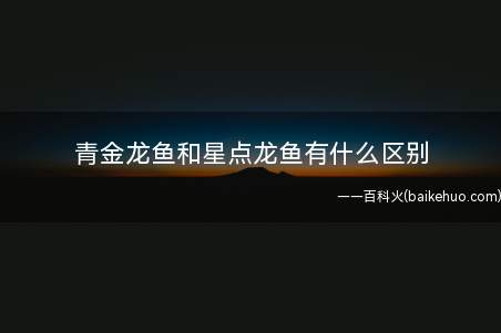 青金龙鱼和星点龙鱼有什么区别