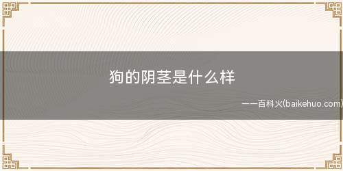 狗的阴茎是什么样