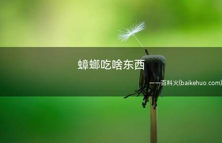 蟑螂吃啥东西
