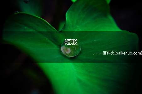 短驳是什么意思