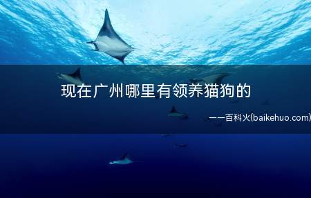 现在广州哪里有领养猫狗的(广州有以下地方可以领养猫狗)