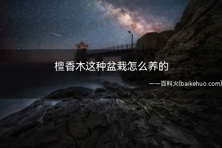 檀香木这种盆栽怎么养的（檀香木的习性不一样的绿色植物）
