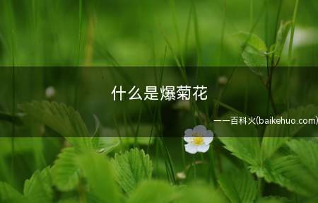 什么是爆菊花(说白了的爆菊花是指肛交,肛交是有较大伤害的,是不值倡导的)