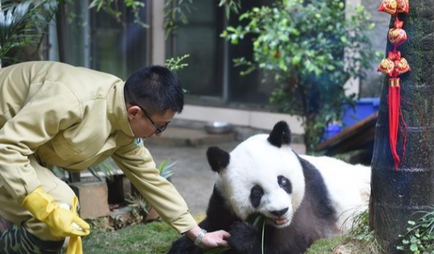 游客违规给大熊猫投喂可乐 滥投乱喂的行为为何总是屡禁不止?