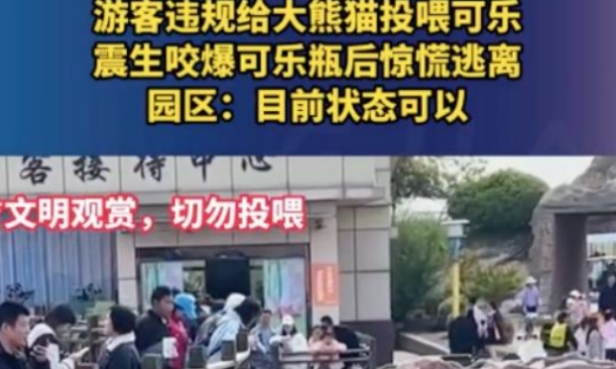 游客违规给大熊猫投喂可乐 滥投乱喂的行为为何总是屡禁不止?