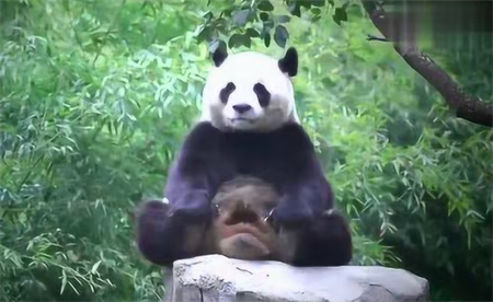 熊猫树上冥想打坐走红 背后的深意如何？