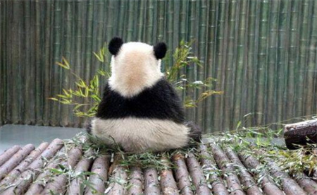 熊猫树上冥想打坐走红 背后的深意如何？