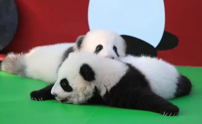 萌宠：归国大熊猫桃浜正式与游客见面 多么值得庆贺？