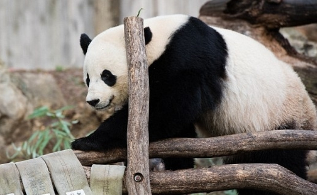 萌宠：归国大熊猫桃浜正式与游客见面 多么值得庆贺？