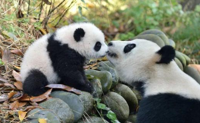 萌宠：大熊猫把宝宝搂在怀里贴贴 母爱有多幸福？