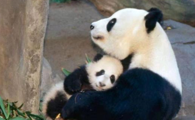 萌宠：大熊猫把宝宝搂在怀里贴贴 母爱有多幸福？