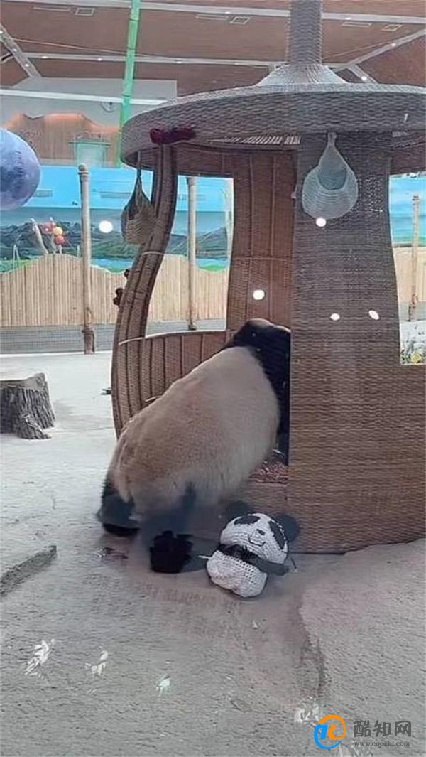 大熊猫思嘉对公主床爱不释手 每个女孩都有公主梦_酷知科普