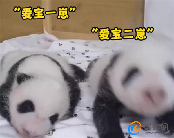 爱宝双胞胎一个沉稳一个是话痨_酷知科普