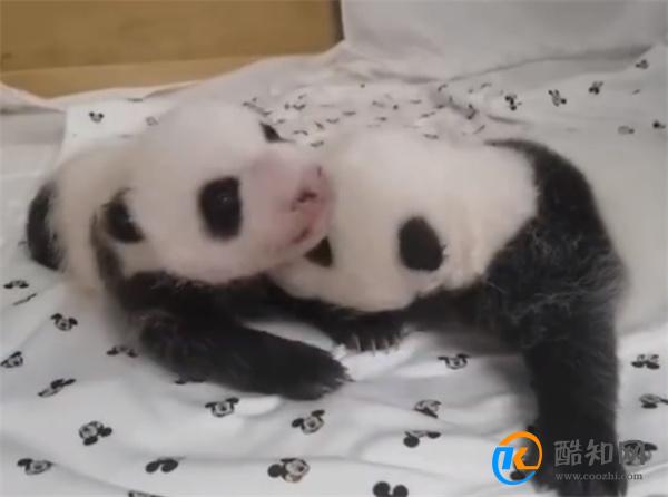 爱宝双胞胎一个沉稳一个是话痨_酷知科普