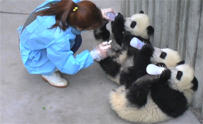 为何熊猫一起喝瓶瓶奶全是抱瓶吹