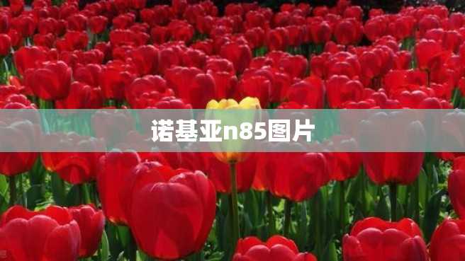 诺基亚n85图片 诺基亚n85图片