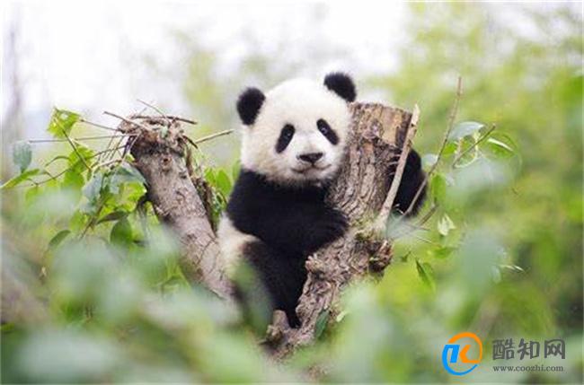 熊猫坐绿叶树上啃胡萝卜 为何受到喜爱_酷知科普