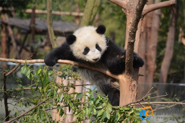 熊猫坐绿叶树上啃胡萝卜 为何受到喜爱_酷知科普