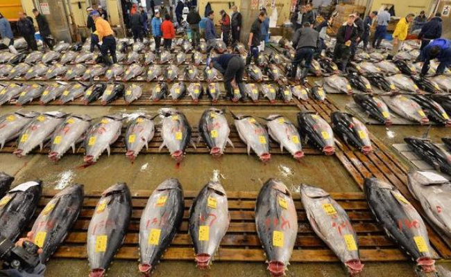 日本金枪鱼价一夜暴跌24% 日本应如何解决这一问题呢