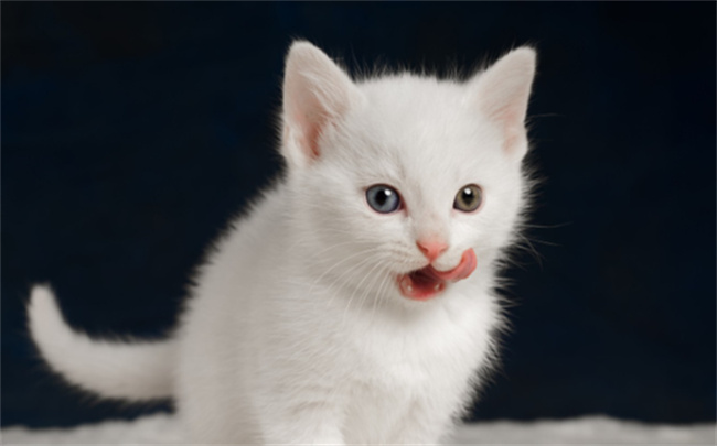 ​猫有九条命是真的吗 猫有九条命的来历