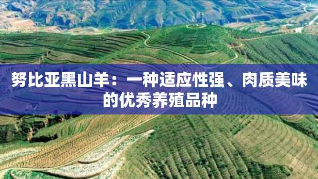努比亚黑山羊:一种适应性强、肉质美味的优秀养殖品种 努比亚黑山羊:一种适应性强、肉质美味的优秀养殖品种